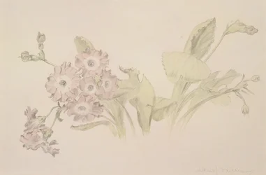 Auricula（紙にトイレと鉛筆）